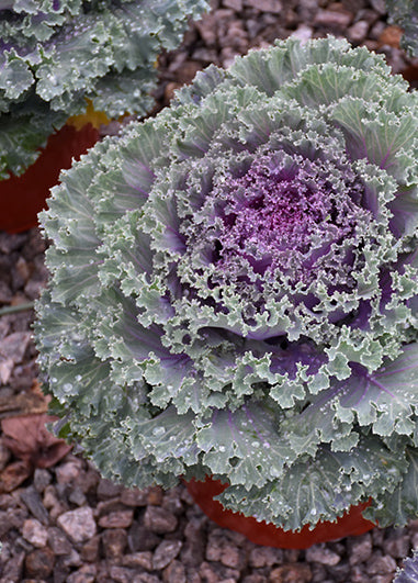 Kale, Kamone Red #9