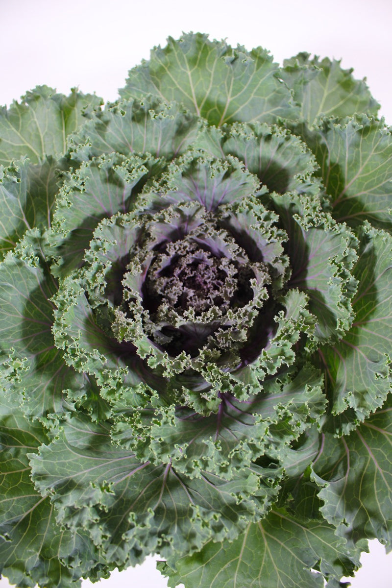 Kale, Kamone Red #9