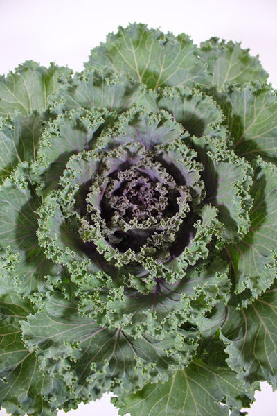 Kale, Kamone Red #9