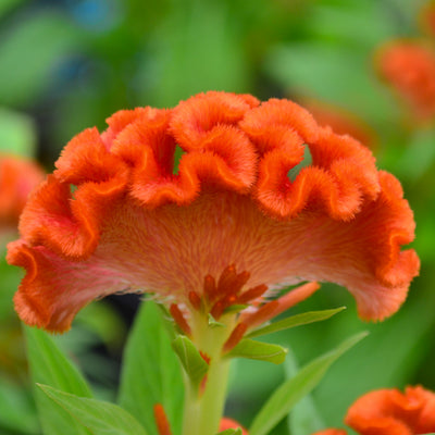 Celosia, Twisted Dark Orange #9