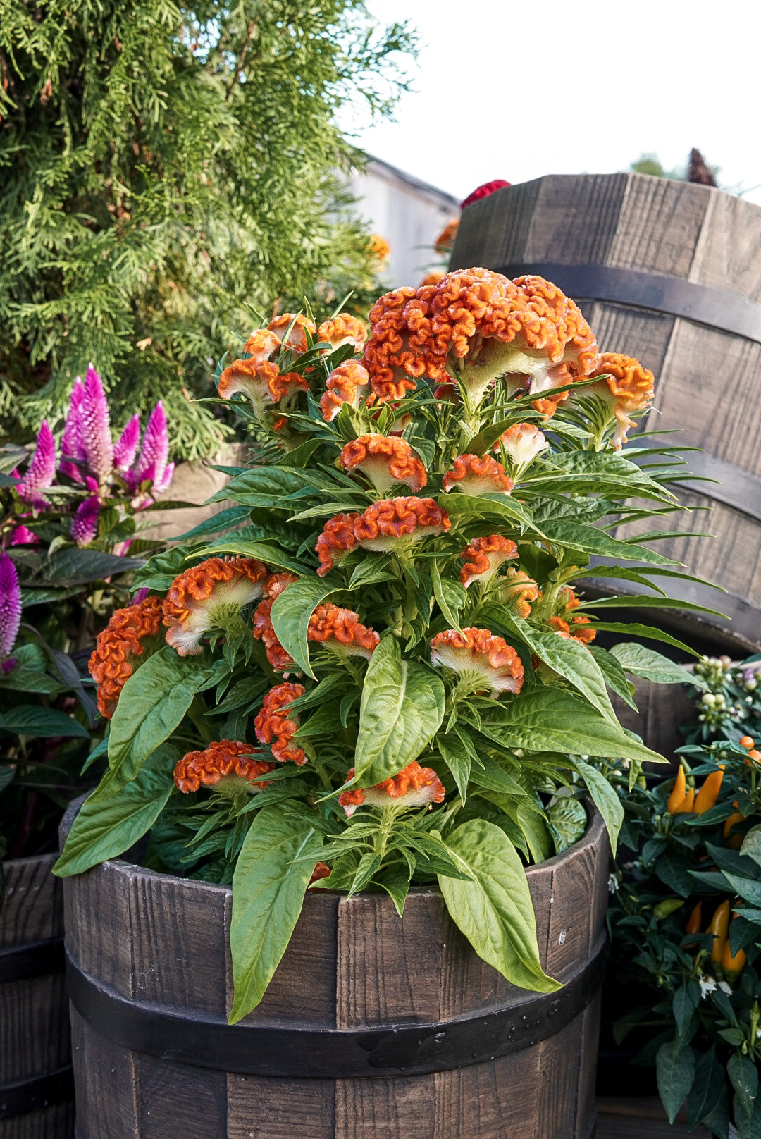 Celosia, Twisted Dark Orange #9