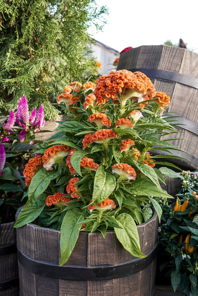 Celosia, Twisted Dark Orange #9