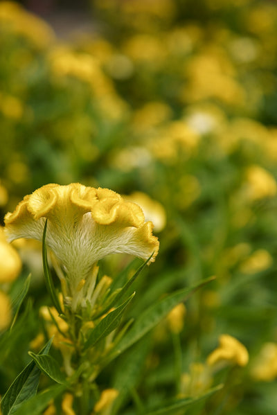 Celosia, Twisted Yellow #9