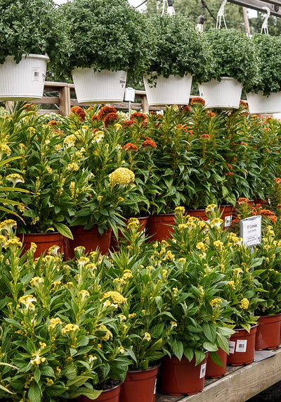 Celosia, Twisted Yellow #9