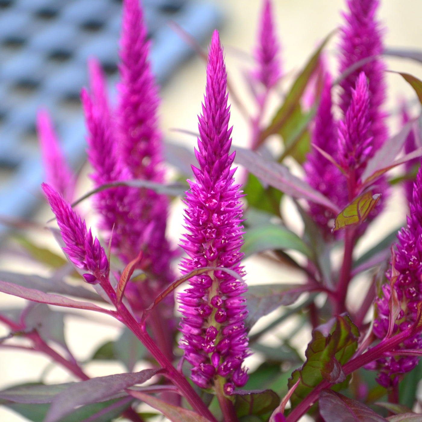 Celosia, Kelos Fire Purple #9