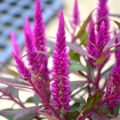 Celosia, Kelos Fire Purple #9