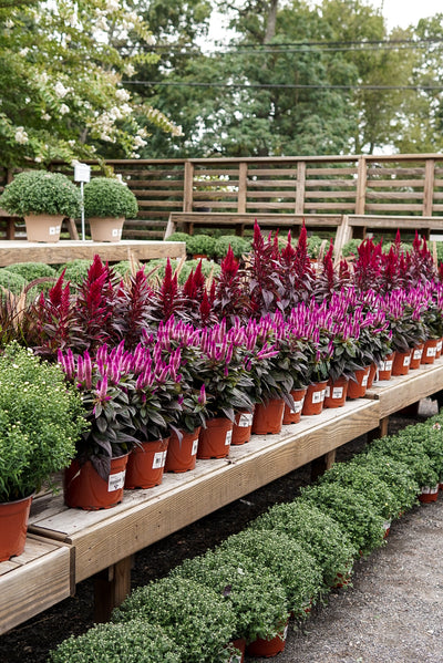 Celosia, Kelos Fire Purple #9
