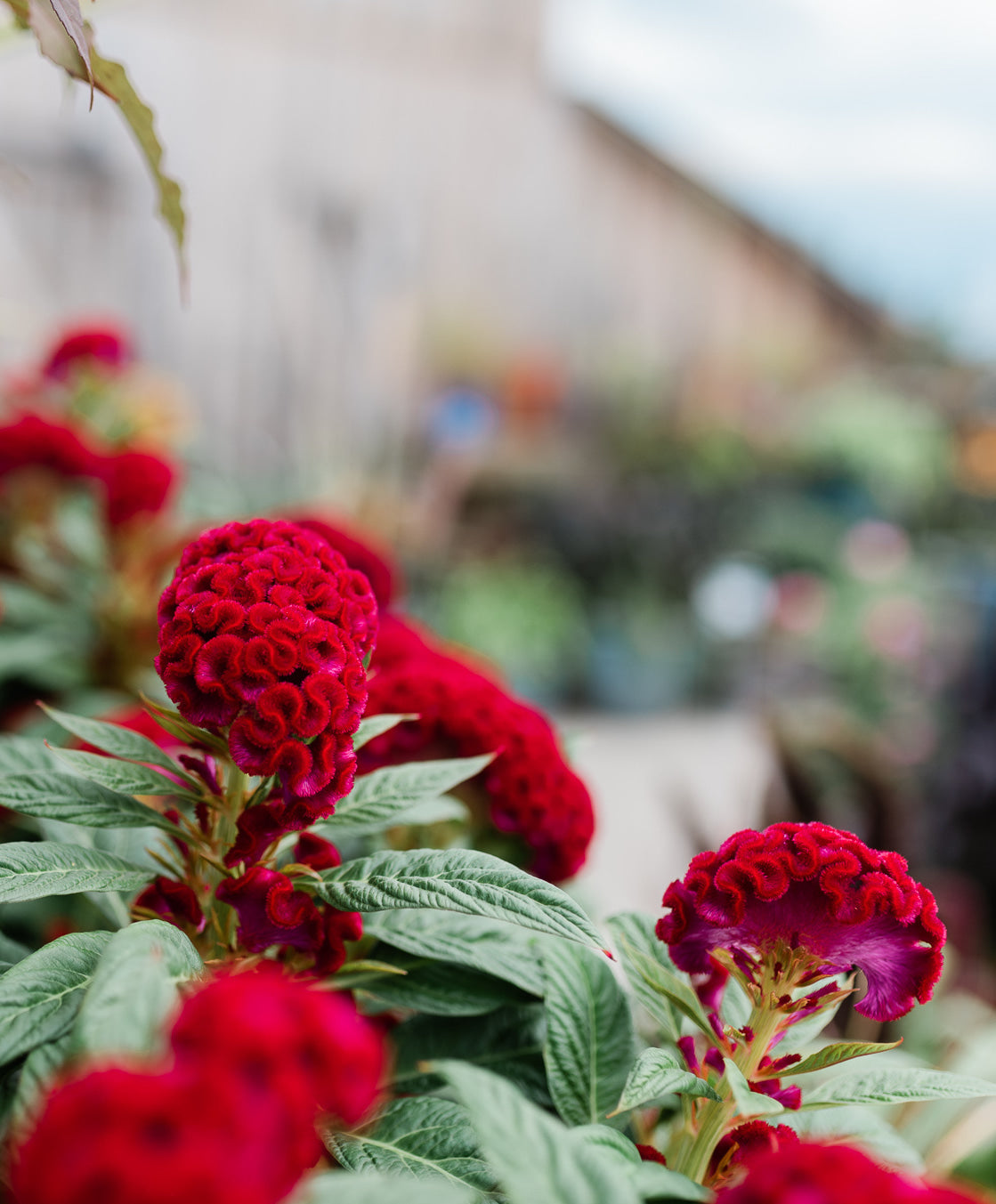 Celosia, Twisted Red #9