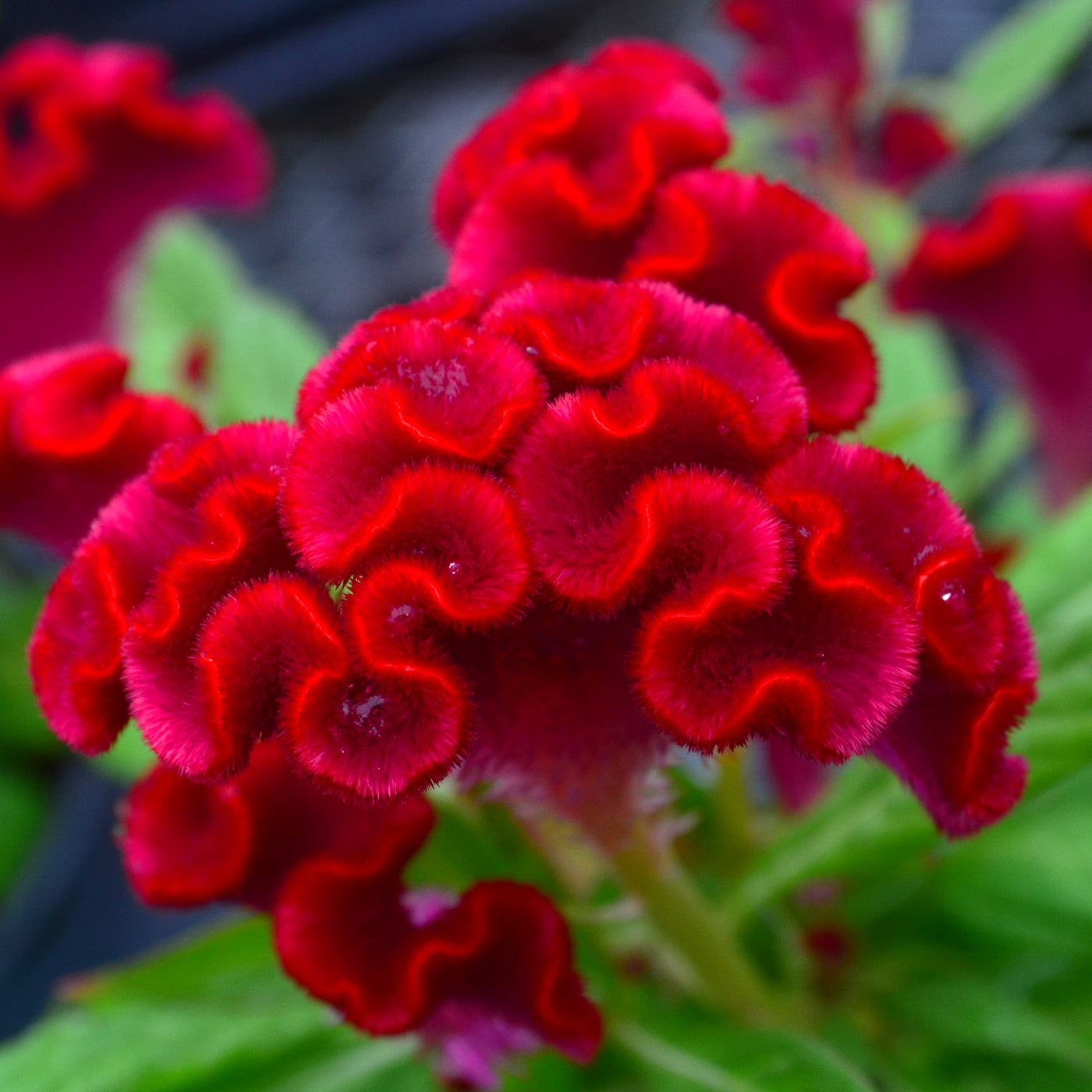 Celosia, Twisted Red #4.5