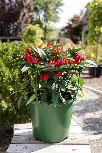 Ornamental Pepper, Masquerade #8