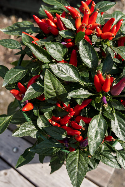Ornamental Pepper, Masquerade #8