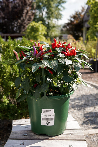 Ornamental Pepper, Masquerade #8