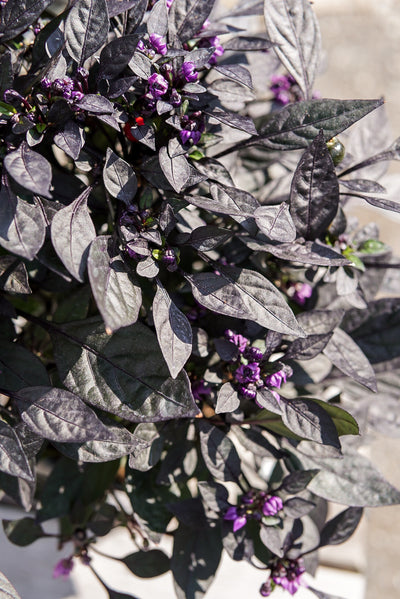 Ornamental Pepper, Onyx Red #6