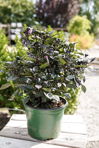Ornamental Pepper, Onyx Red #8
