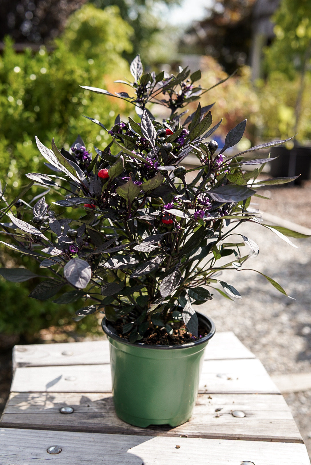 Ornamental Pepper, Onyx Red #4.5