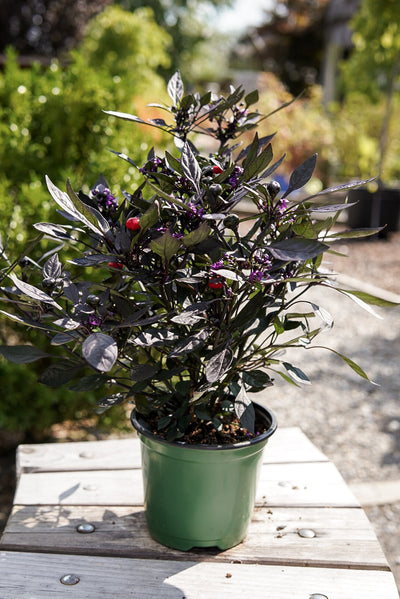 Ornamental Pepper, Onyx Red #4.5