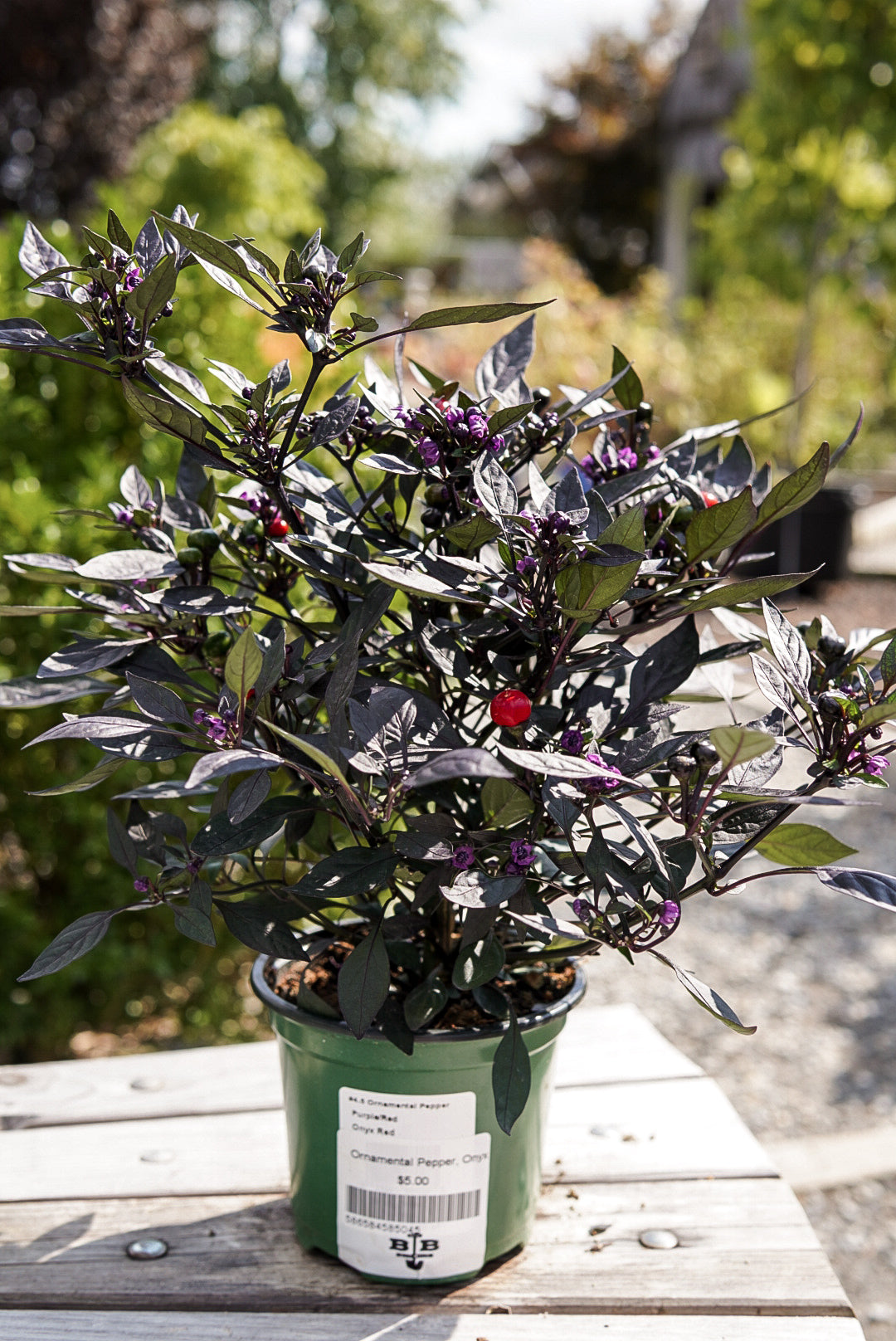 Ornamental Pepper, Onyx Red #4.5