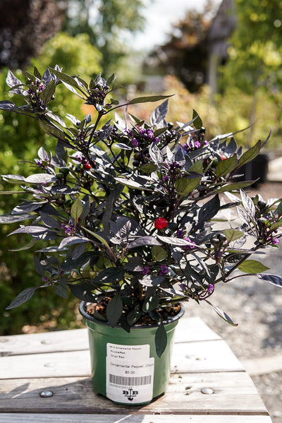 Ornamental Pepper, Onyx Red #4.5