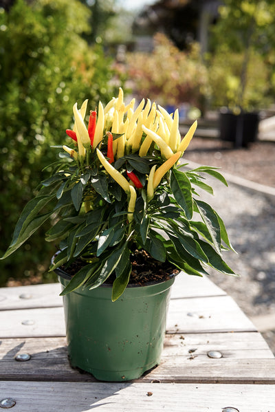 Ornamental Pepper, Medusa #4.5