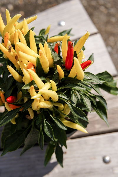 Ornamental Pepper, Medusa #4.5