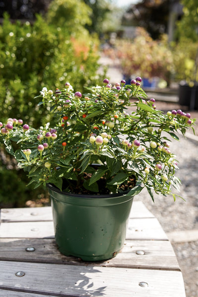 Ornamental Pepper, Hot Pops Purple #6