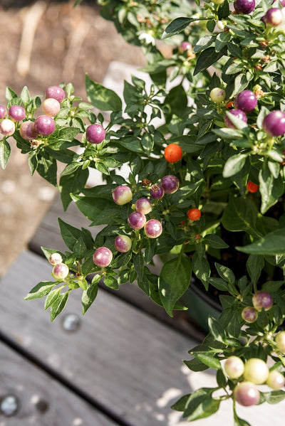 Ornamental Pepper, Hot Pops Purple #6