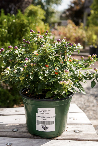 Ornamental Pepper, Hot Pops Purple #6