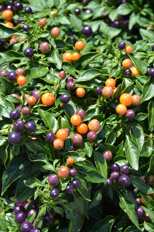 Ornamental Pepper, Hot Pops Purple #6