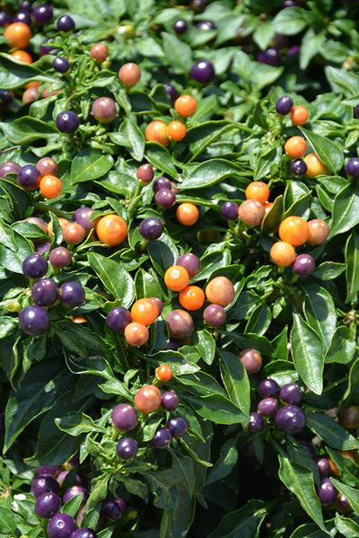 Ornamental Pepper, Hot Pops Purple #6
