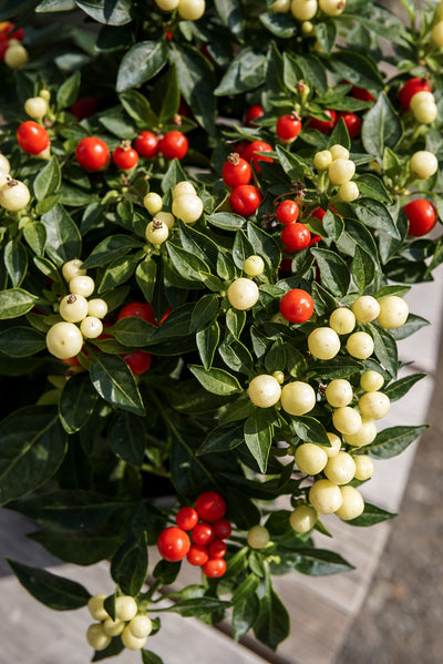 Ornamental Pepper, Hot Pops Yellow #6