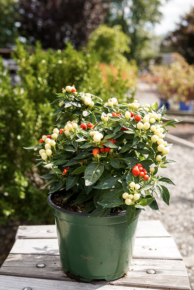 Ornamental Pepper, Hot Pops Yellow #6