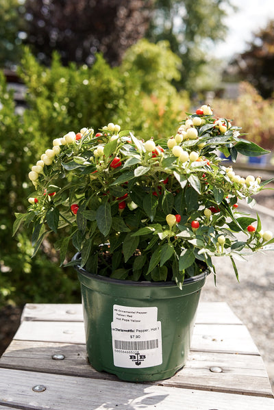 Ornamental Pepper, Hot Pops Yellow #6