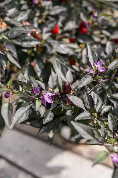 Ornamental Pepper, Midnight Fire #6