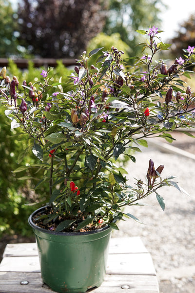 Ornamental Pepper, Midnight Fire #6