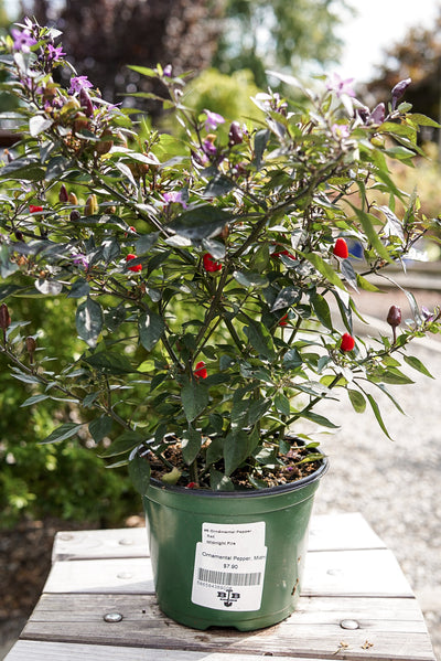 Ornamental Pepper, Midnight Fire #6