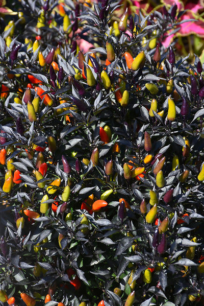 Ornamental Pepper, Midnight Fire #8