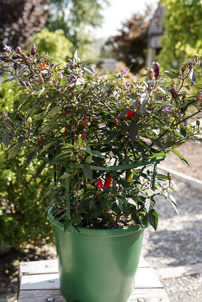Ornamental Pepper, Midnight Fire #8
