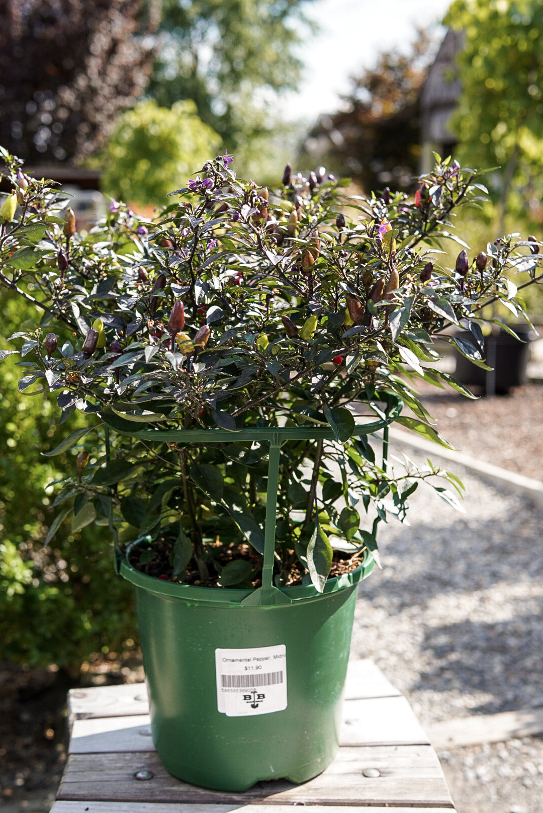 Ornamental Pepper, Midnight Fire #8