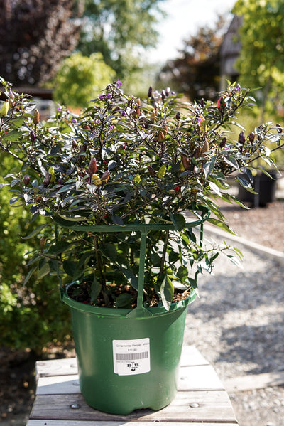 Ornamental Pepper, Midnight Fire #8