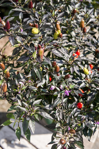 Ornamental Pepper, Midnight Fire #8