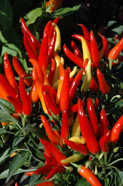 Ornamental Pepper, Chilly Chili #6