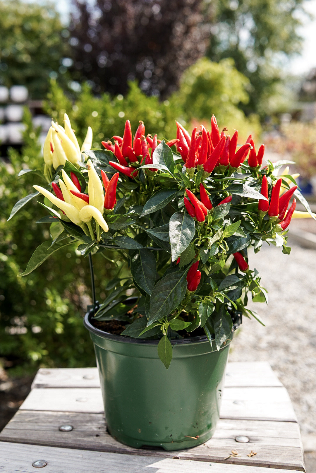 Ornamental Pepper, Chilly Chili #6