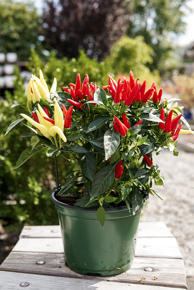 Ornamental Pepper, Chilly Chili #6