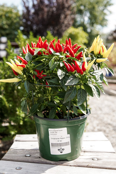 Ornamental Pepper, Chilly Chili #6