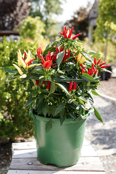 Ornamental Pepper, Chilly Chili #8