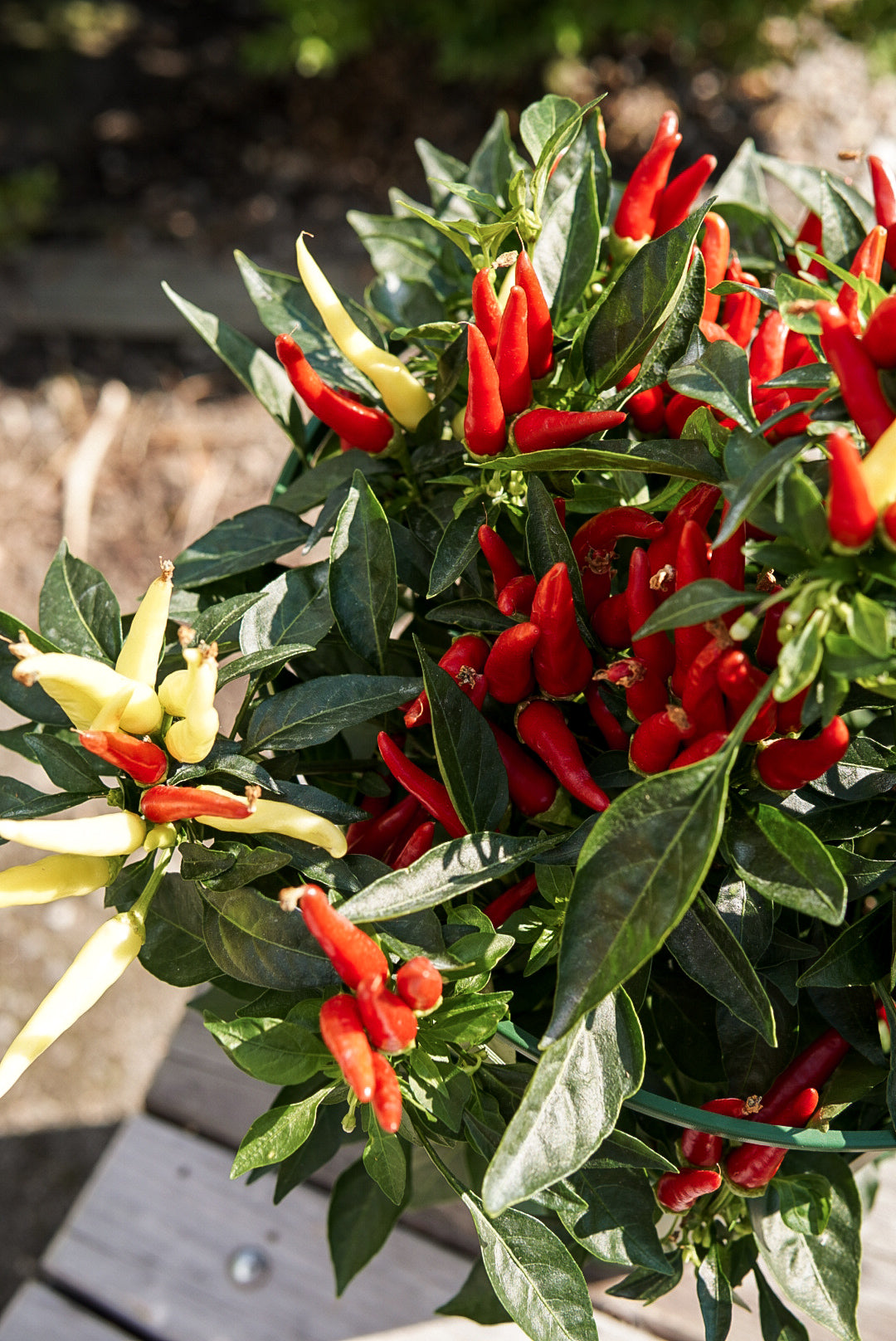 Ornamental Pepper, Chilly Chili #8