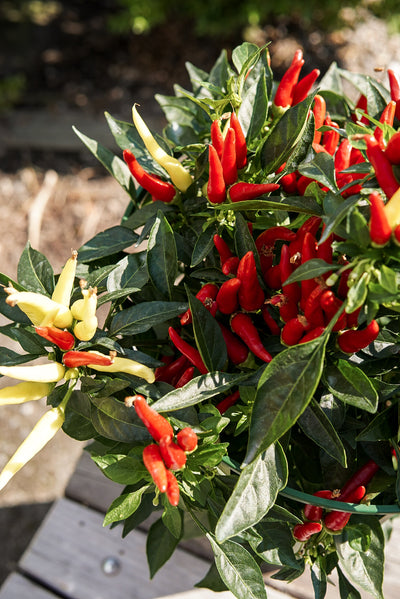 Ornamental Pepper, Chilly Chili #8