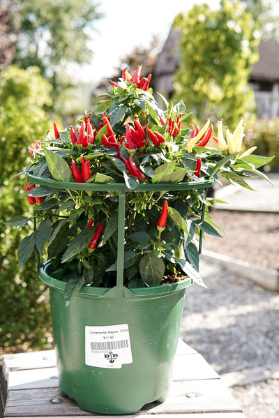 Ornamental Pepper, Chilly Chili #8