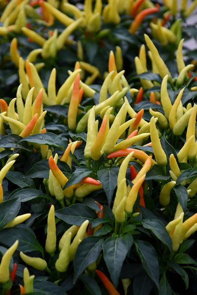 Ornamental Pepper, Chilly Chili #8
