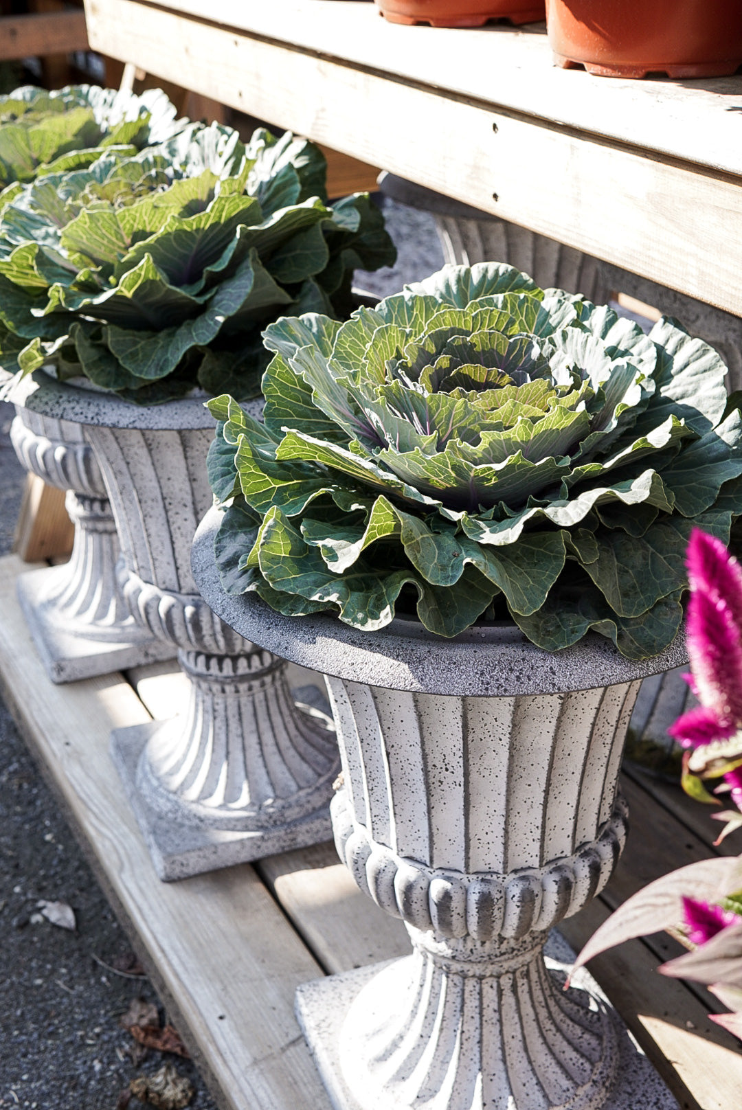 Cabbage, Pigeon Pink #9